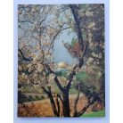 Sani Khoury: See The Holy Land - In 228 Coloured pictures