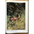 Fáczányi Ödön: Millenniumi Vadászati Almanach - Magyarország 2001