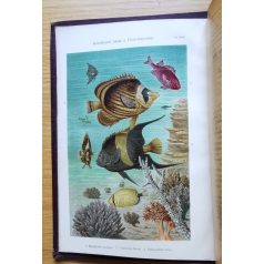   Csopey-Entz-Paszlavszky-Wartha: Természettudományi közlöny 1897. (33/1. kötet)