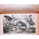 Friedrich K. Knauer, Dr: Aus Der Thierwelt