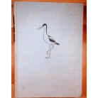 Székessy Vilmos, Dr: Magyarország állatvilága XXI.- Madarak (Aves)