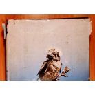 Vertse Albert: Erdő, mező madarai 