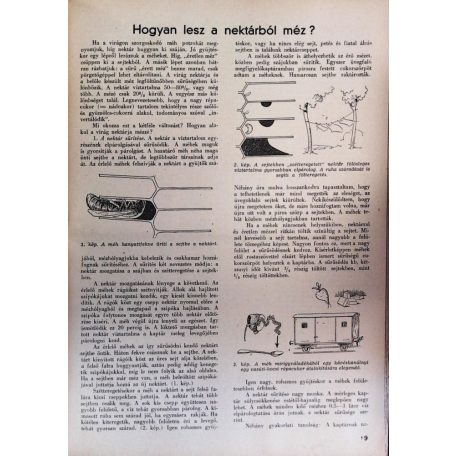 Örösi Pál Zoltán – Szentirmai József: Üzemi és háztáji méhészet 1954. évf. 1–12. szám