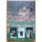 Heltay István: Az Állami Vadászvizsga tesztkérdései