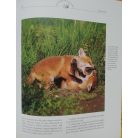 Gert G. von Harling: A vadcsapások varázsa - Cserkészés egész évben