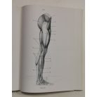 Barcsay Jenő: Művészeti anatómia 