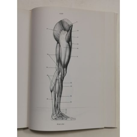 Barcsay Jenő: Művészeti anatómia 