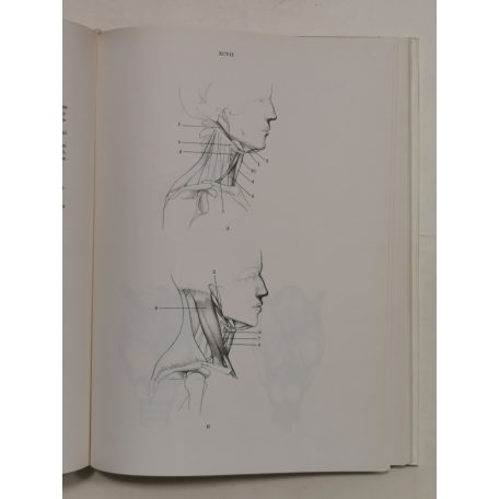 Barcsay Jenő: Művészeti anatómia 