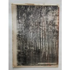   Magyar Futár Rajniss Ferenc lapja ( politikai hetilap ) II. évfolyam 21.szám