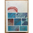 Haraszty Árpád, Dr.: Növényszervezettan és növényélettan