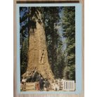 Sitkei György: Érdekes fák és bokrok más tájakról (Dedikált!)