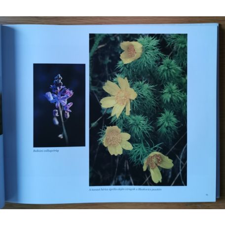 Molnár Gyula: Az én Alföldem (Dedikált)