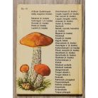Kalmár Zoltán, Dr.: Gombák (búvár zsebkönyvek)
