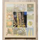 Milesz Sándor, Dr: Tisztán és egyszerűen (gyógynövényekről, ásványi anyagokról,...)