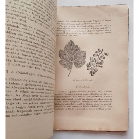 Marton Dénes: Szőlőtermesztés (1940)