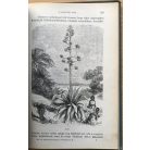 Paszlavszky József: Természettudományi olvasmányok 1906.