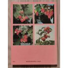 Kollányi László, Dr: (szerk.): Málna