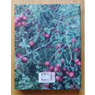 Lévai Anikó: A konyhaablakból (Dedikált)